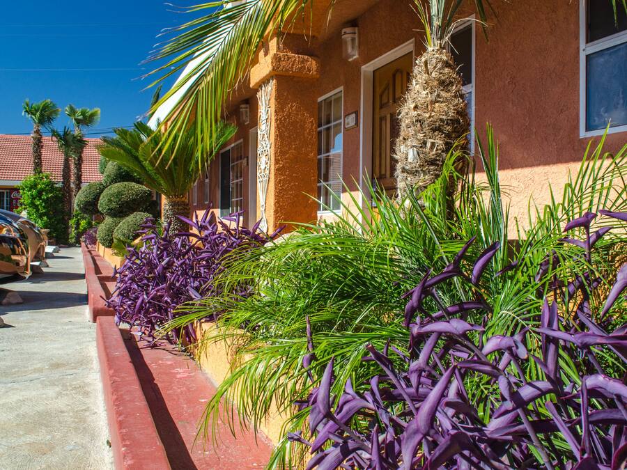 A building with a red exterior, palm trees, and purple plants.