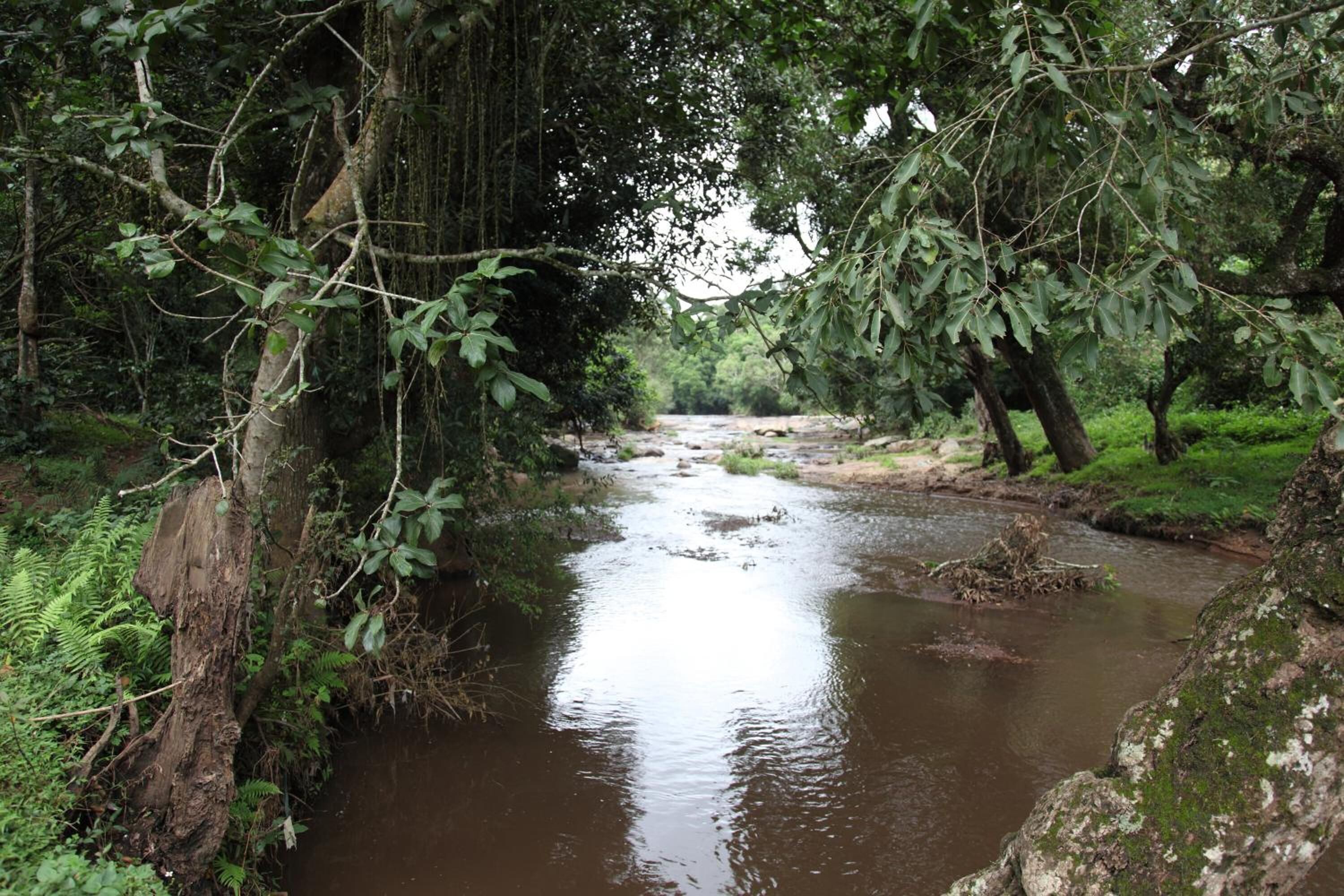 Une rivière qui traverse une zone boisée, caractérisée par un feuillage dense et de nombreux arbres.