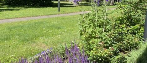 A garden with purple flowers, a pathway, and a building in the background.