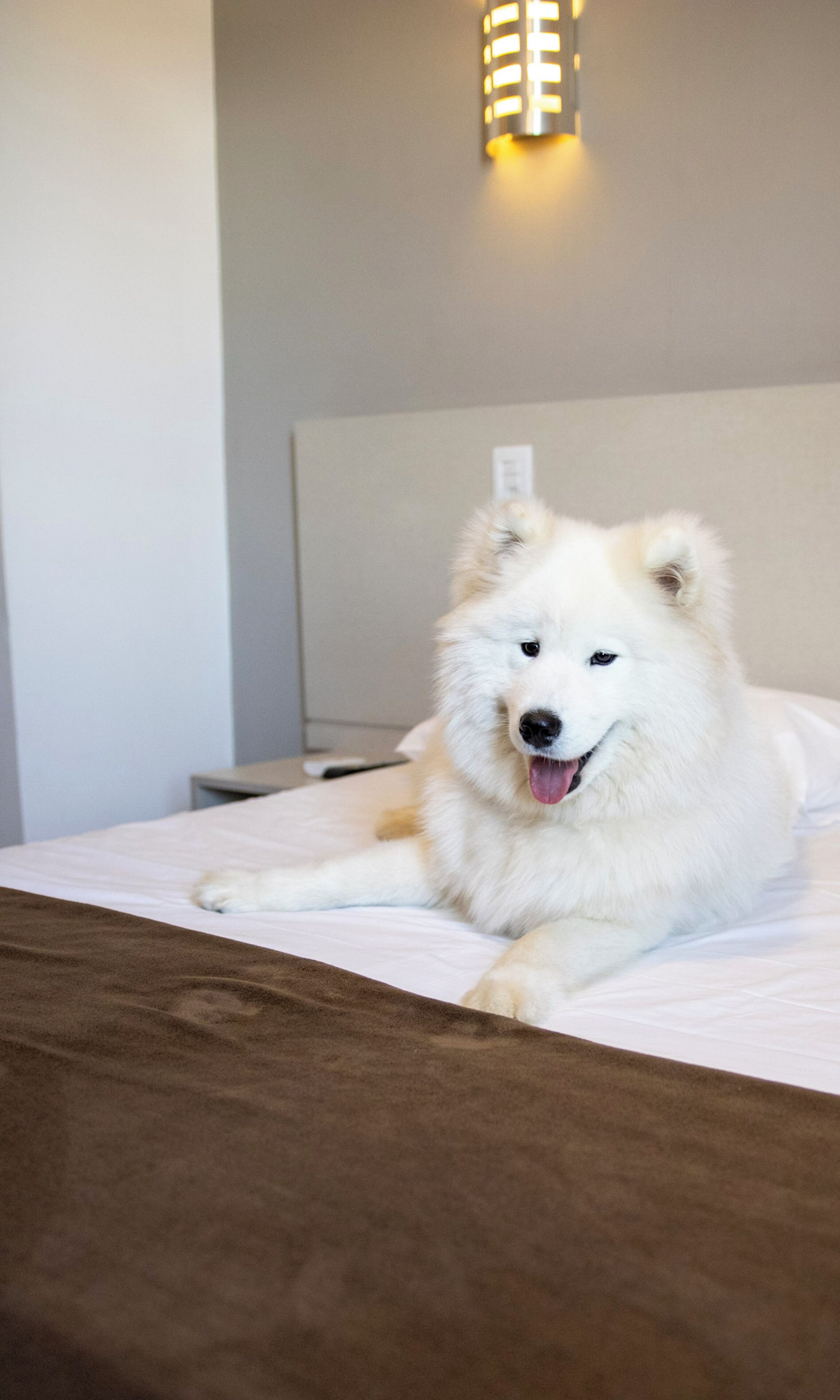Un perro blanco recostado sobre una cama en una habitación de hotel, con un cabecero y una lámpara fijada a la pared.