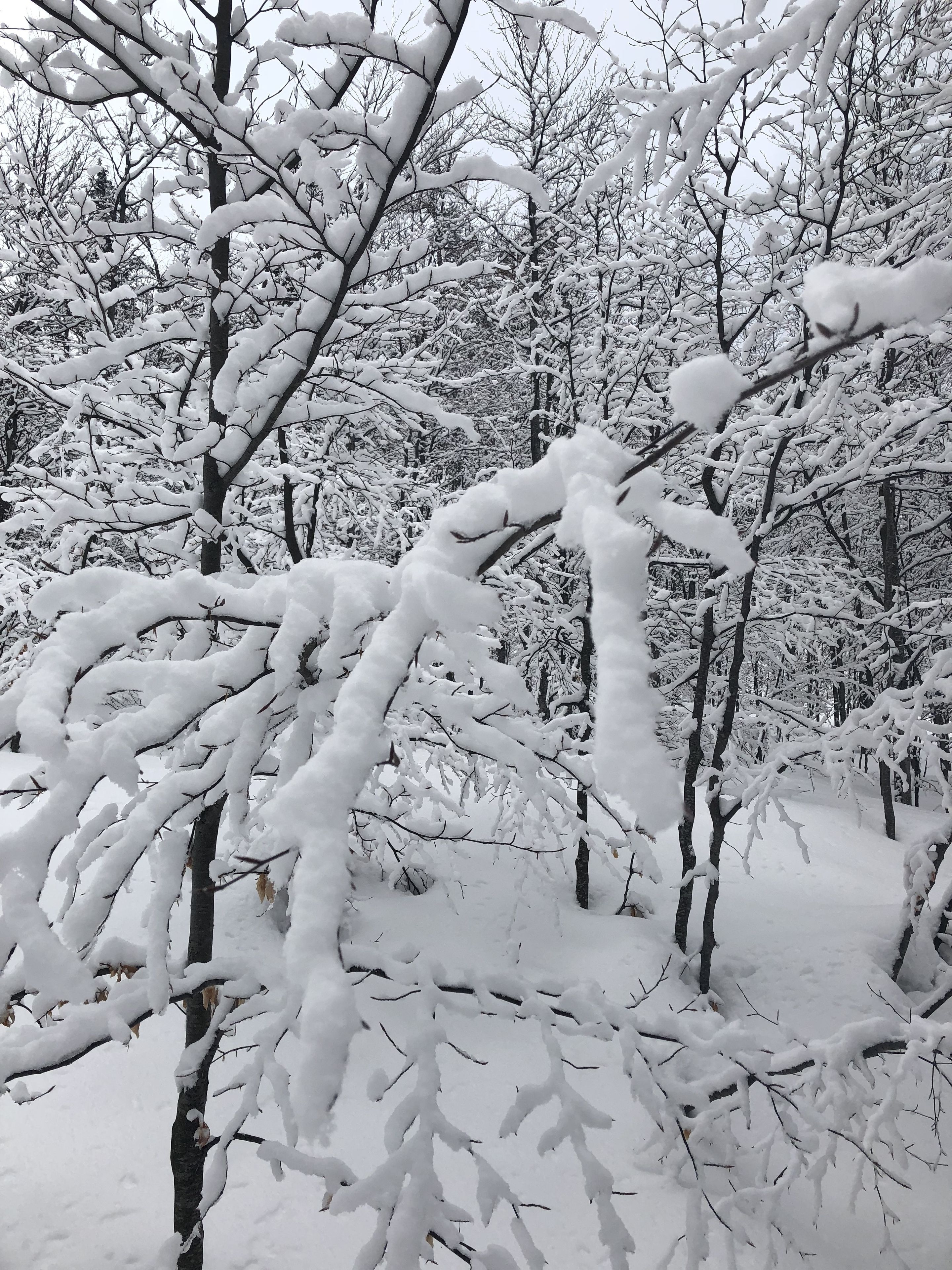 A snowy forest scene with dense trees covered in snow.