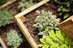 Camas de jardín elevadas con diversas plantas.