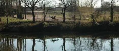 A calm river with reflections of trees and a horse.