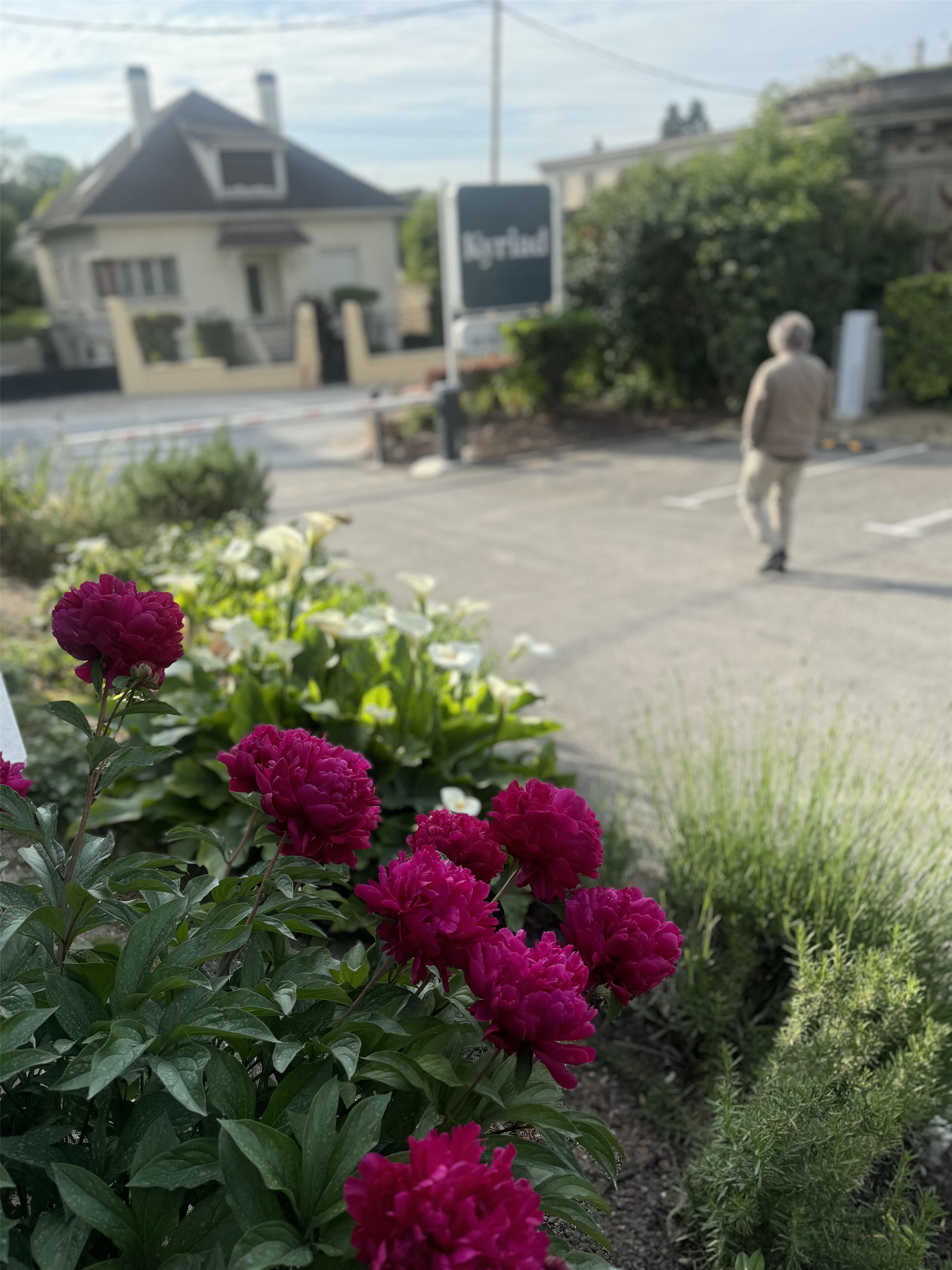 A road with a person walking, surrounded by vibrant pink flowers and greenery.