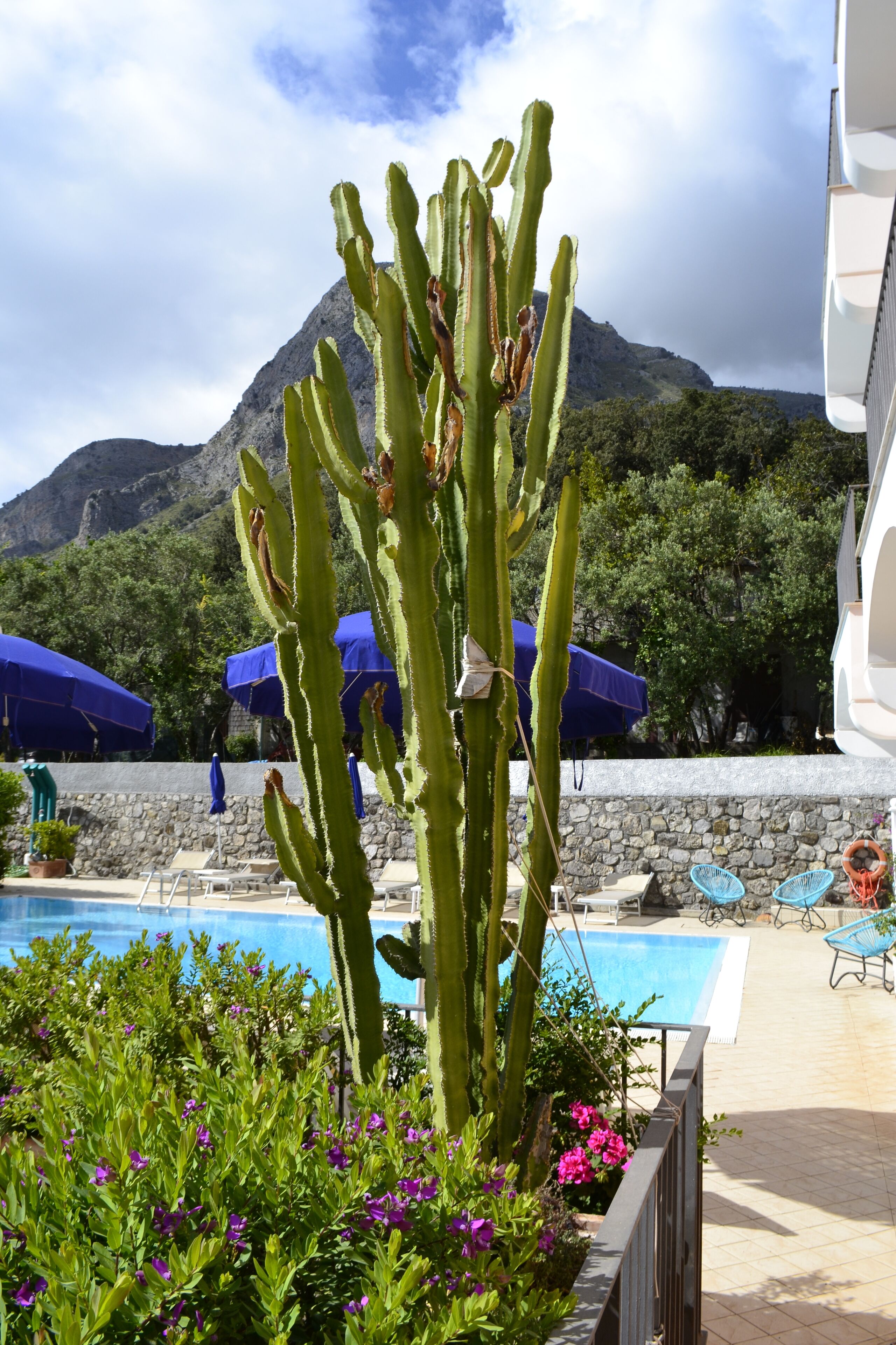 Ein Poolbereich mit Kaktee, blauen Sonnenschirmen und einem Berg im Hintergrund.