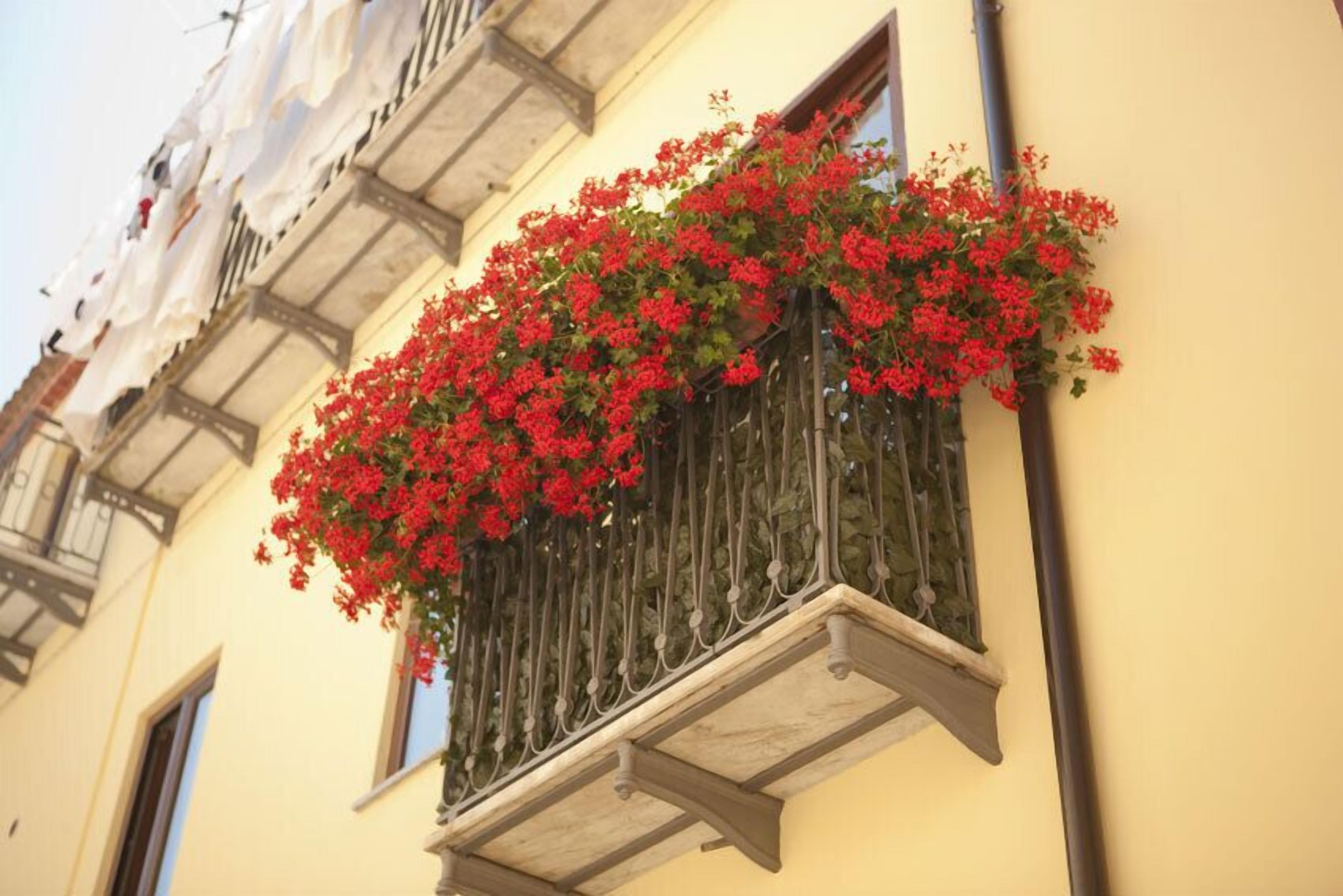 A building with a window covered in red flowers.