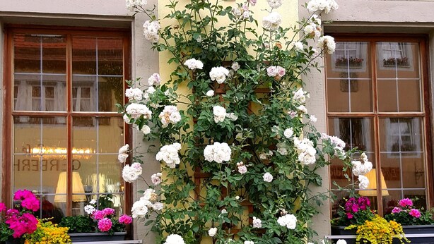 A building with a sign reading "Hotel Goldene". - Boutiquehotel Goldene Rose (Rothenburg ob der Tauber)
