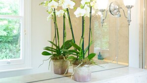 Three orchid plants in a bathroom with a window and a mirror. - The White Horse Inn (Pulborough)