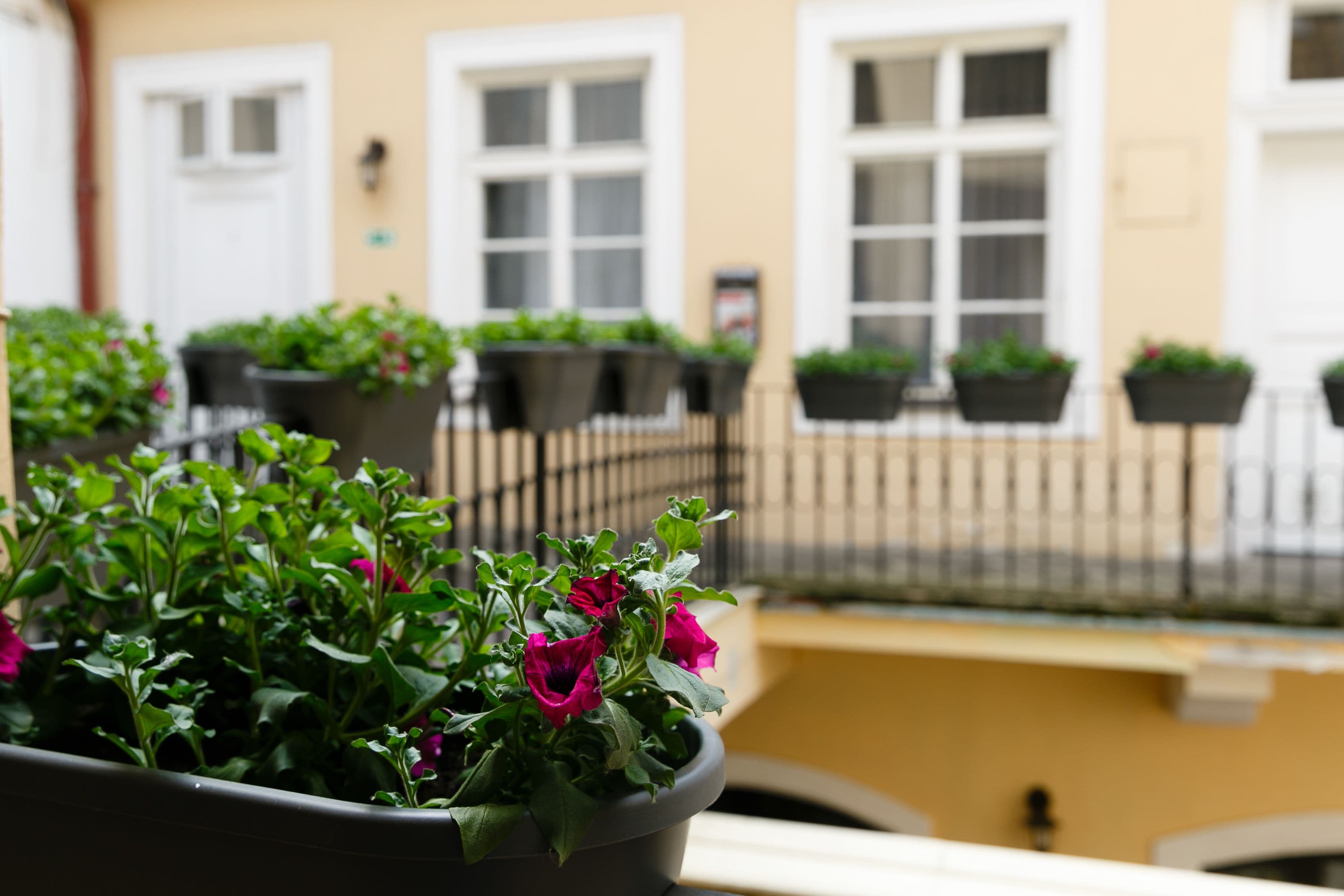 Foto - Pension U Lilie