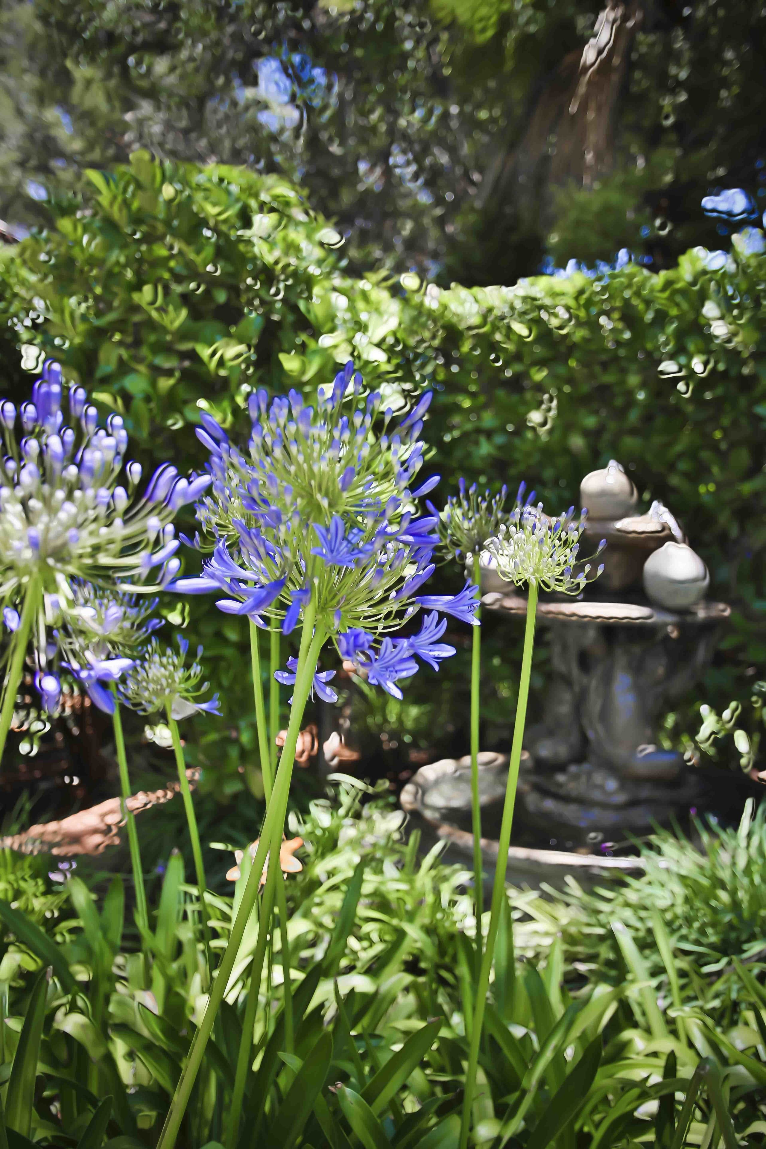 A garden with blue flowers and a stone fountain.