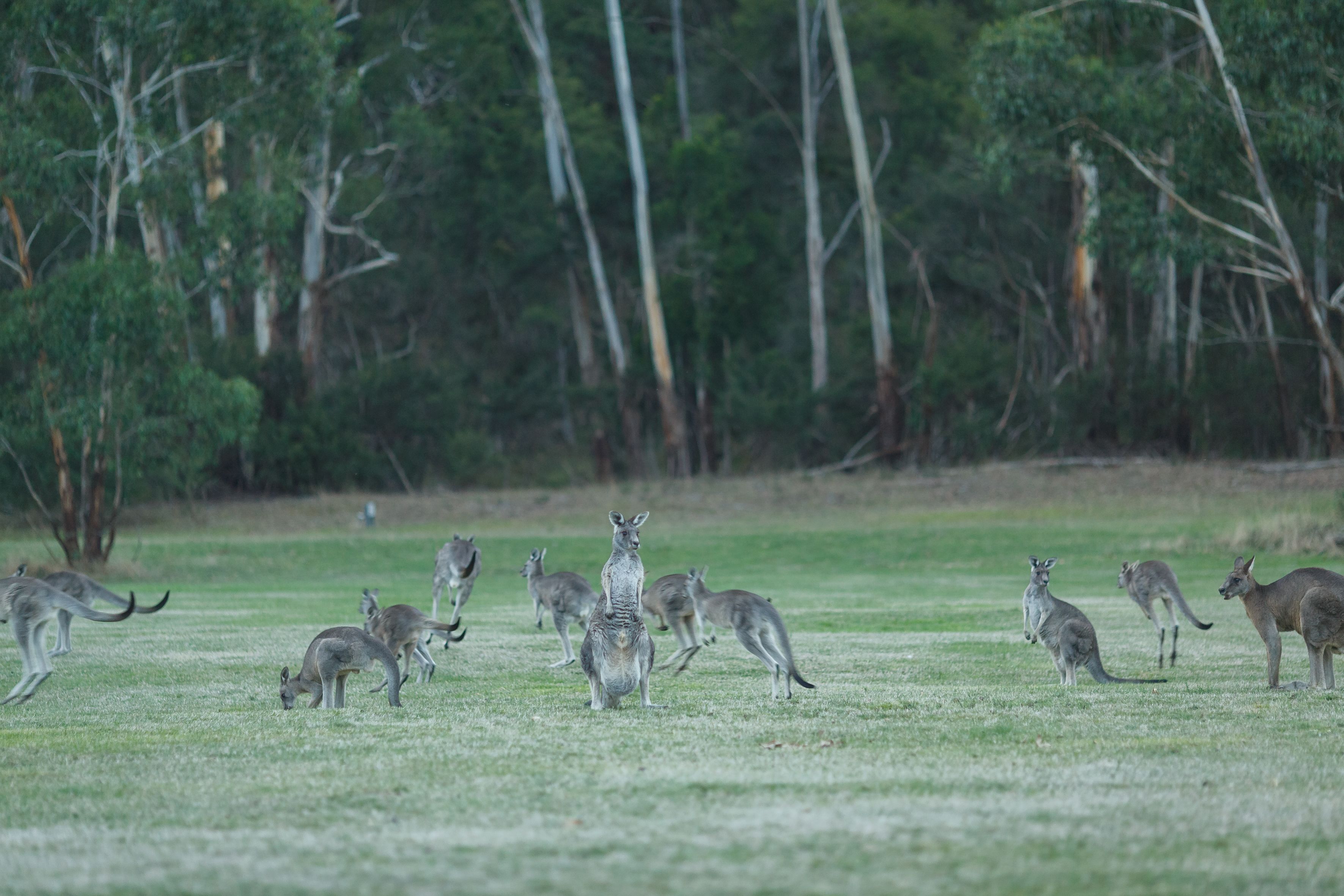 A group of kangaroos in a grassy field with trees in the background.