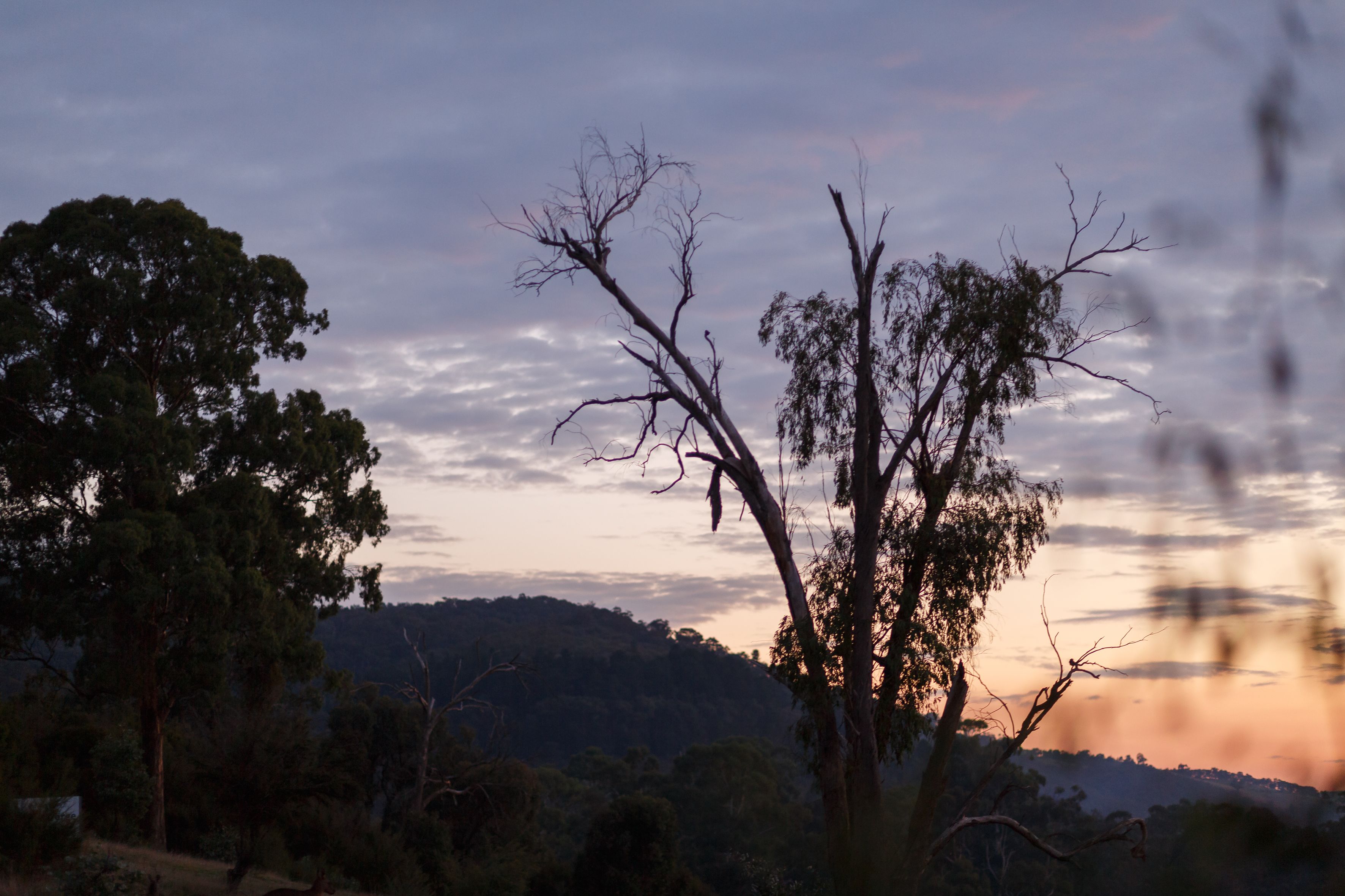 A landscape with trees and a hilly background.