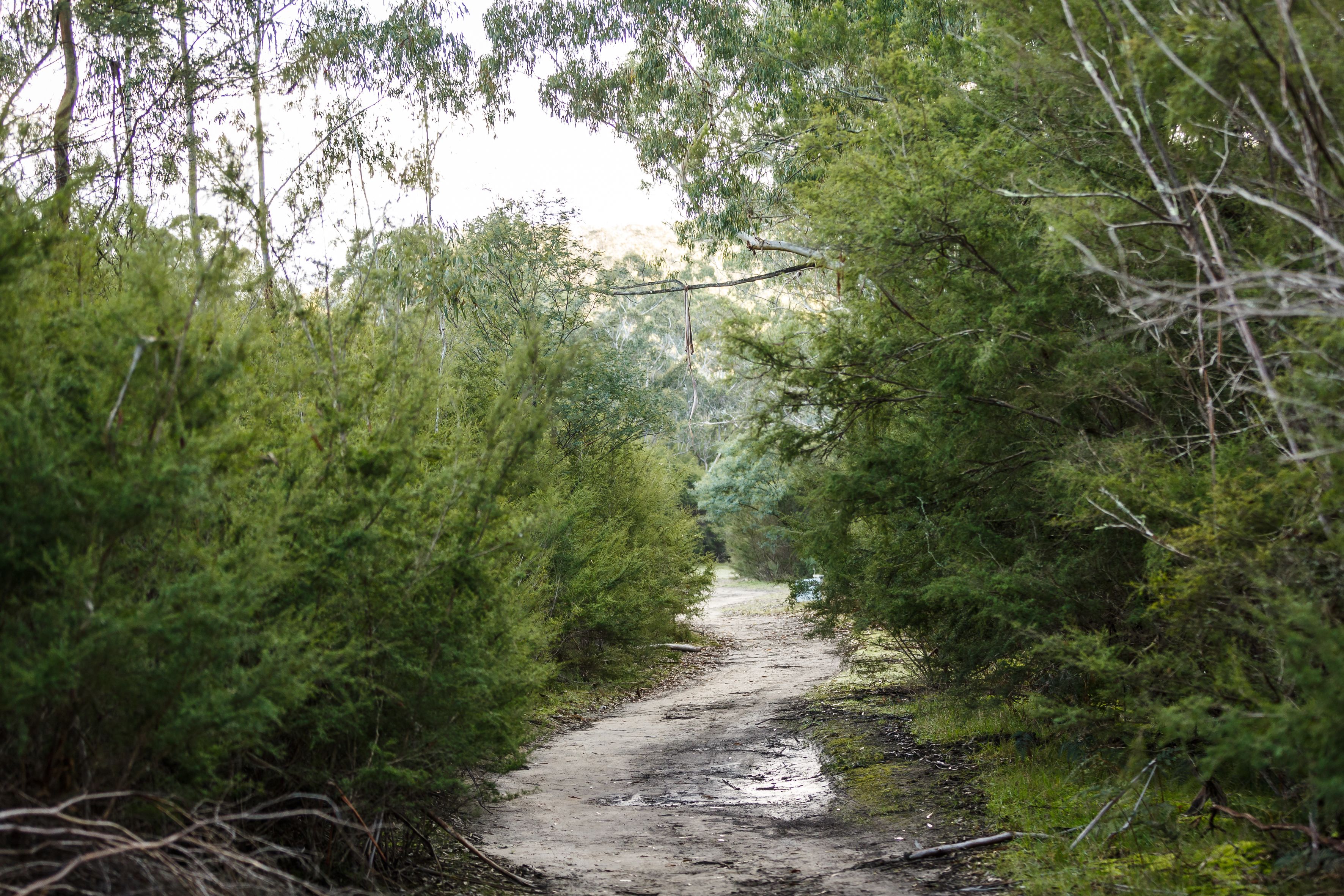 A narrow, unpaved path surrounded by dense green foliage.