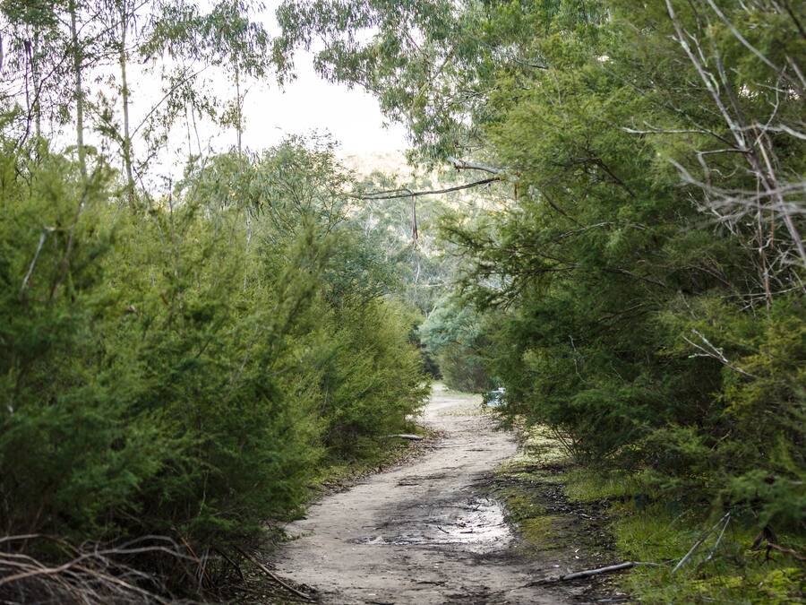 A narrow, unpaved path surrounded by dense green foliage.