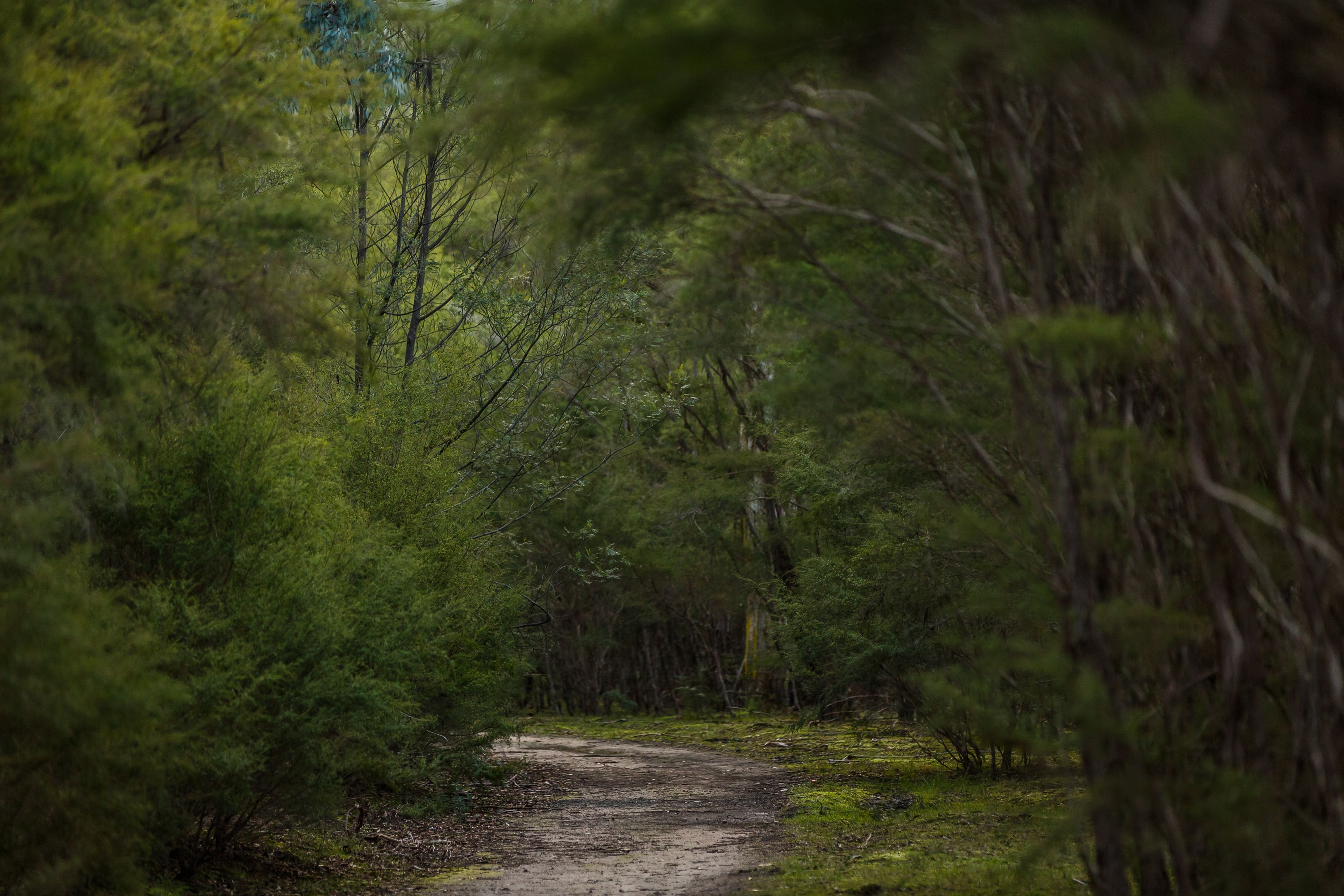 Un camí boscà envoltat per arbres densos.