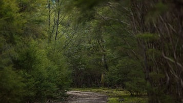 Un camí boscà envoltat per arbres densos.