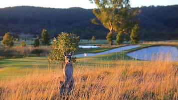 A kangaroo in a grassy field with a golf course and trees in the background.
