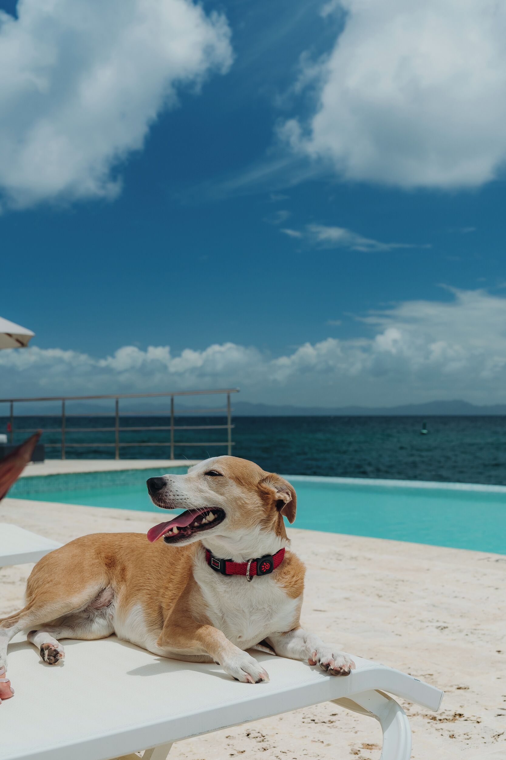 Een hond ligt op een witte lounge stoel bij een zwembad, met een helder uitzicht op de oceaan en een metalen reling op de achtergrond.