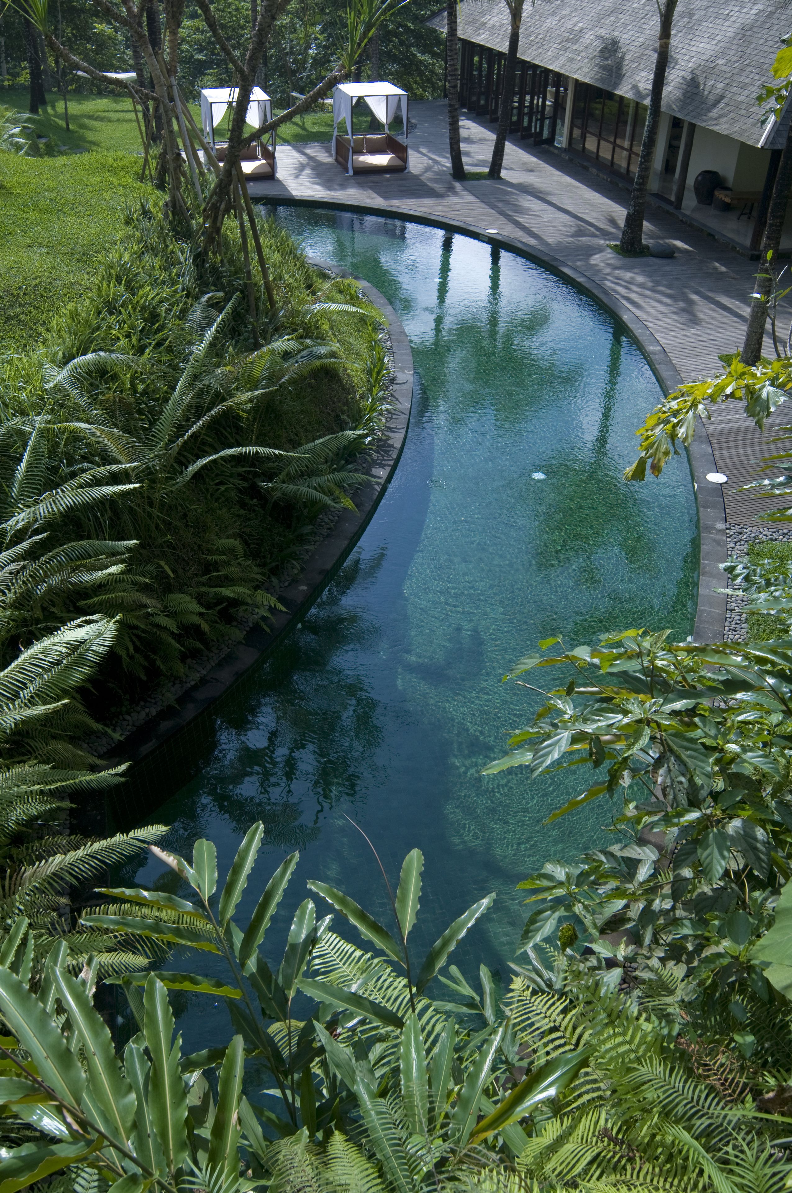 A pool surrounded by lush greenery and a wooden deck.