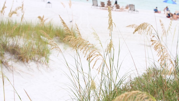 A beach with white sand and tall grass in the foreground.