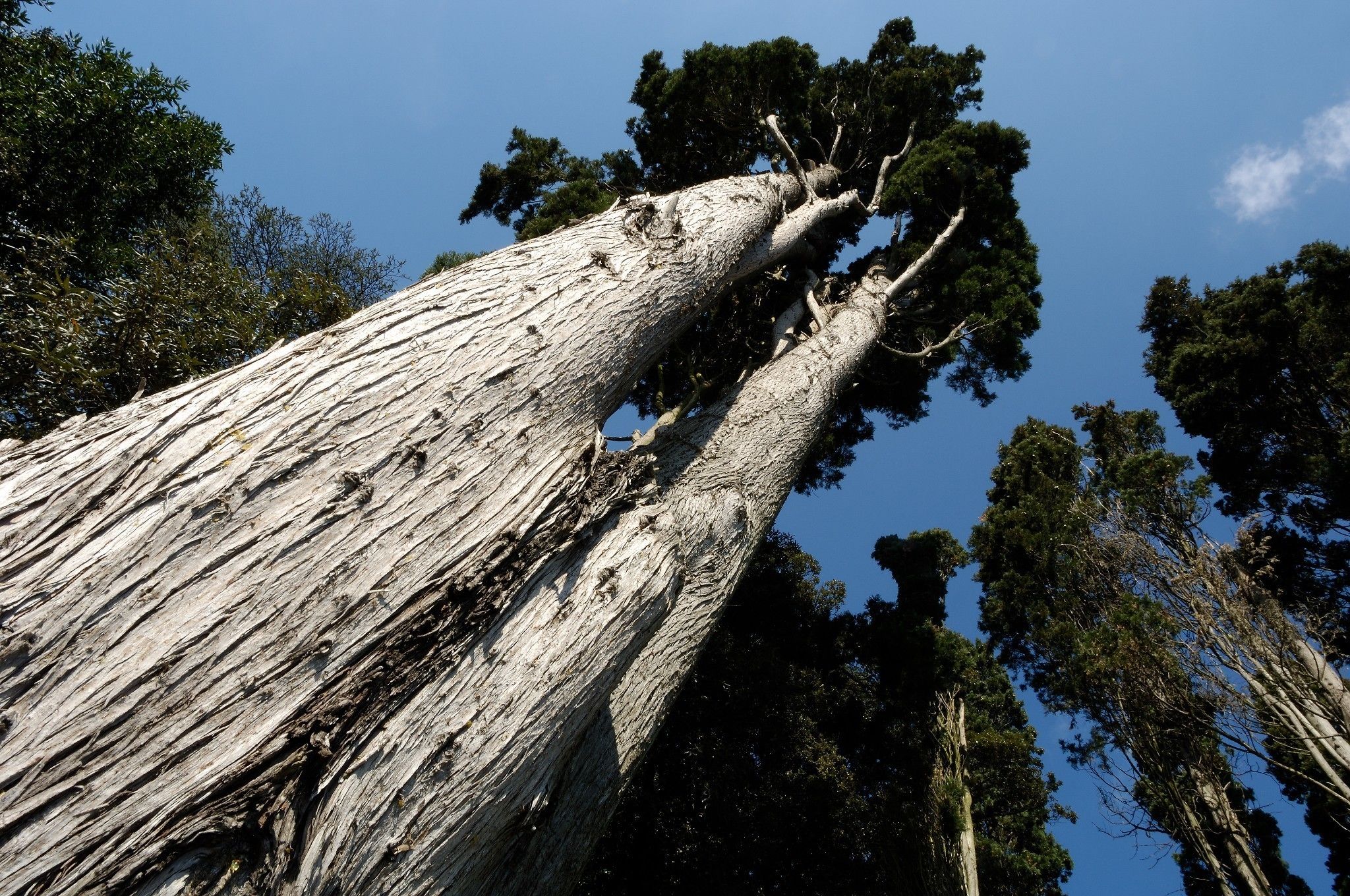 Photo - Castello Montegiove