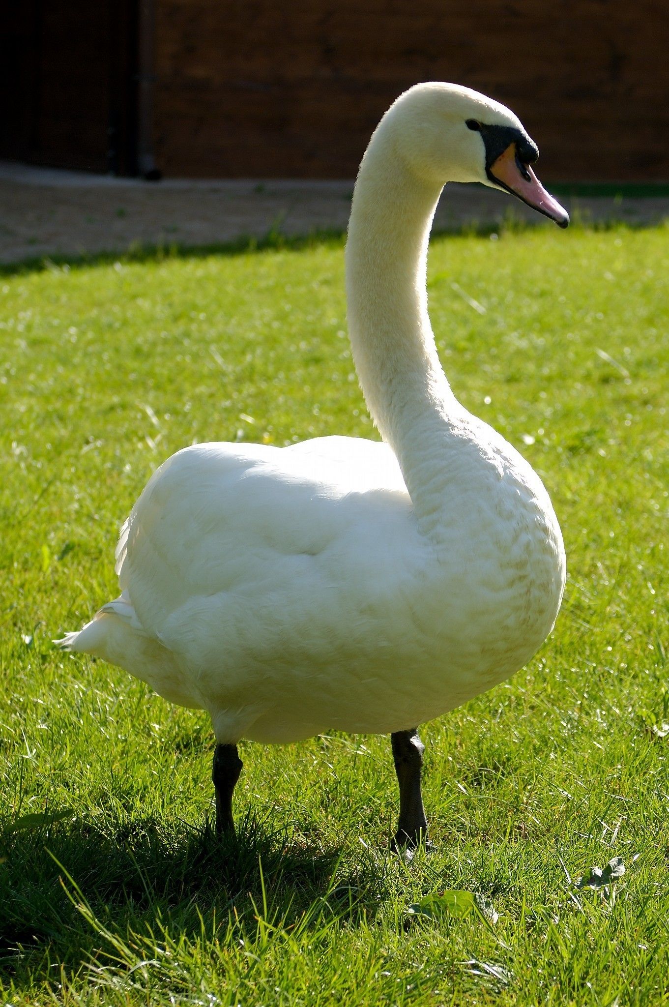 Un cisne sobre la hierba.