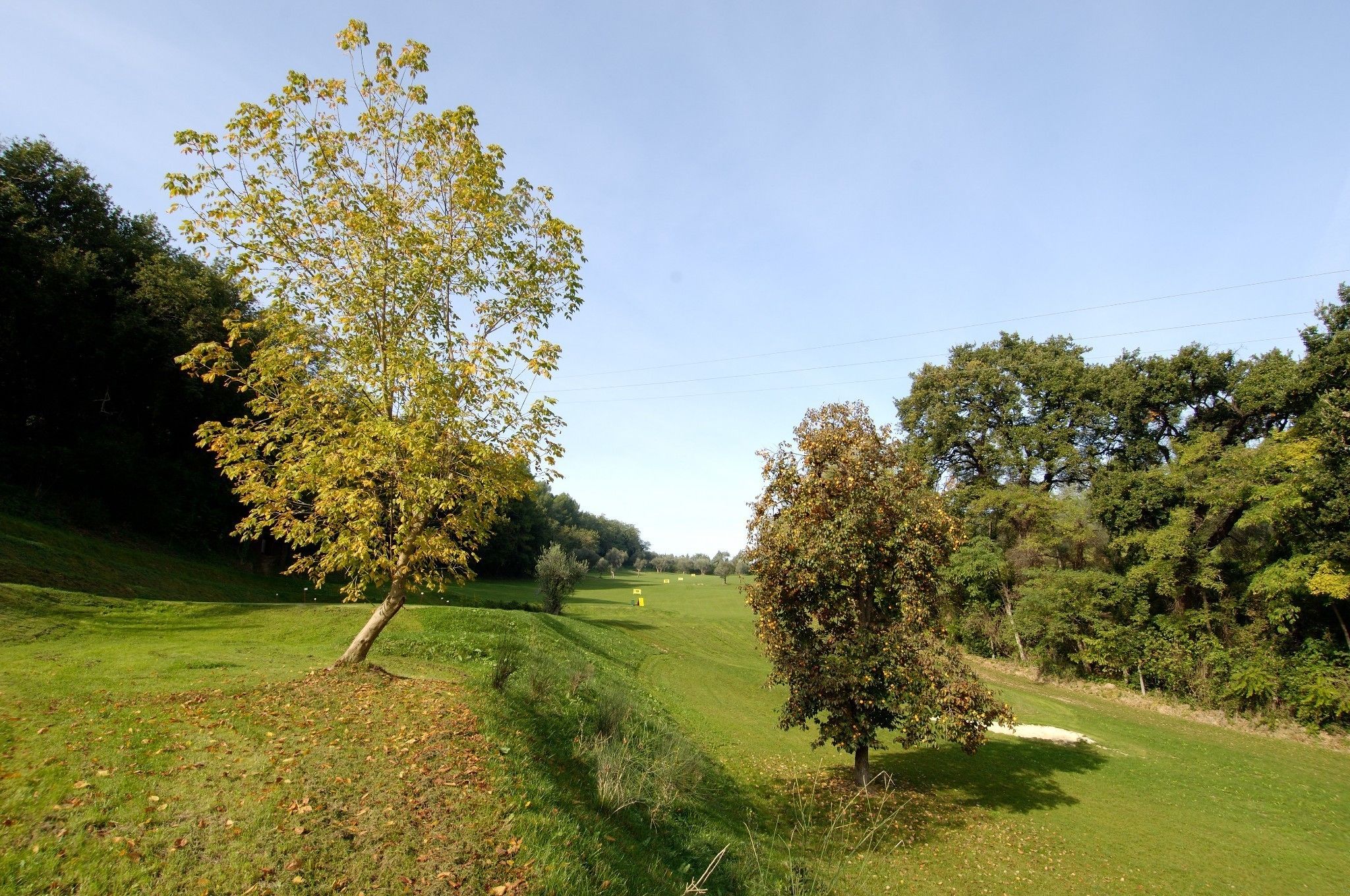 Un champ verdoyant, parsemé d’arbres, sous un ciel dégagé.