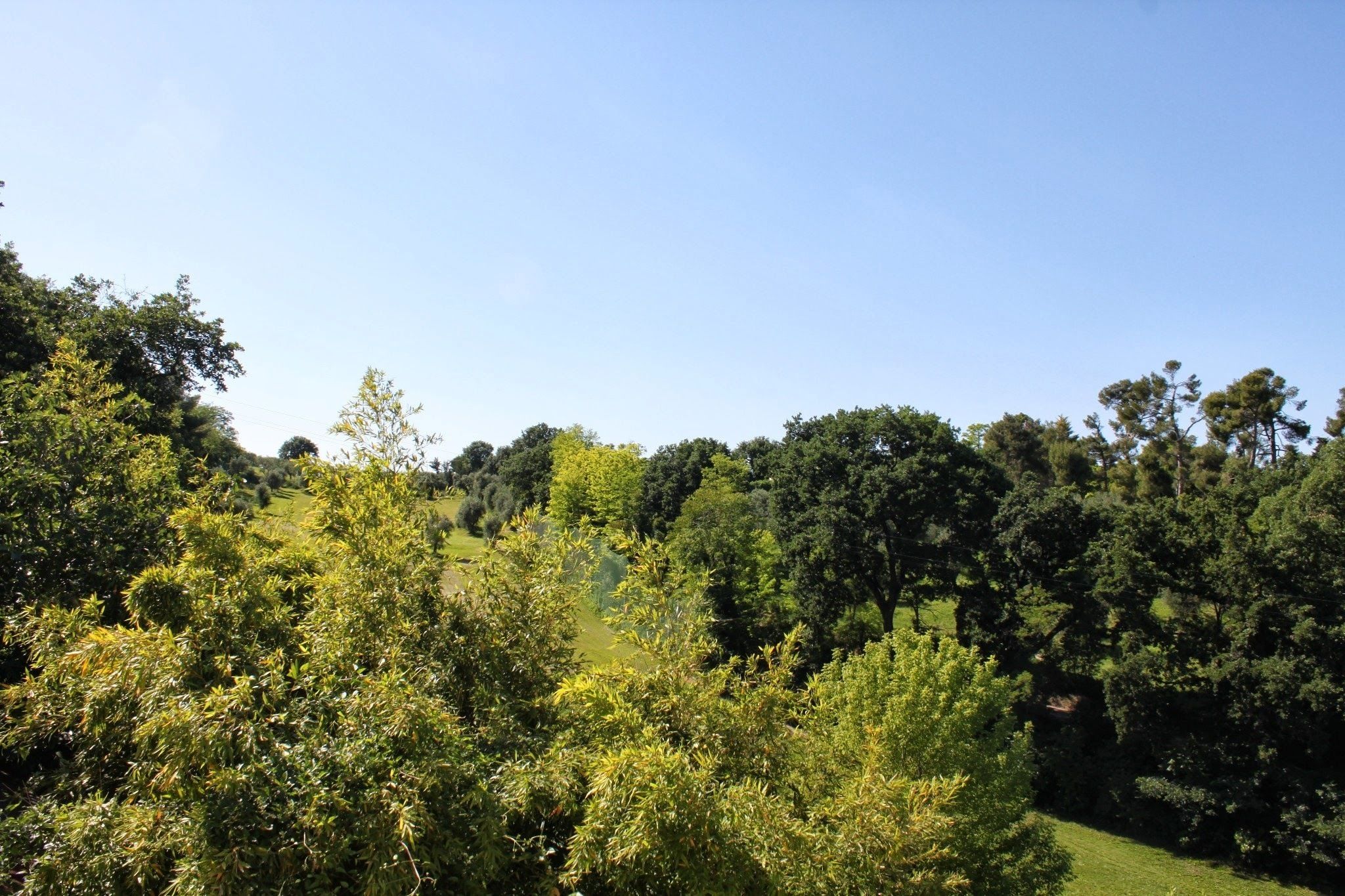 Un paisaje verde y exuberante con árboles frondosos y cielo despejado.