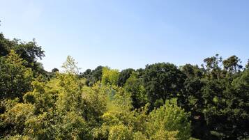 Un paisaje verde y exuberante con árboles frondosos y cielo despejado.