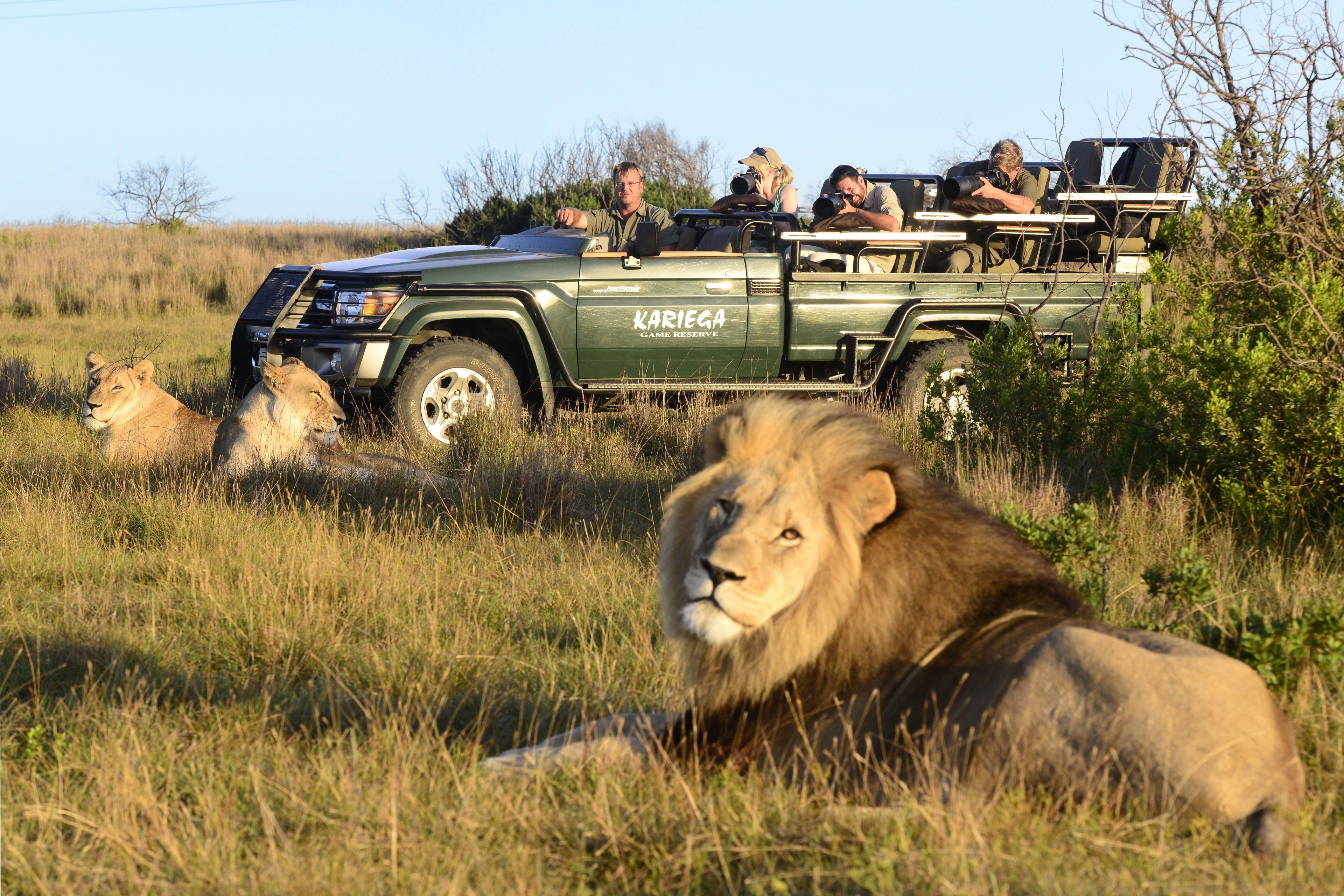 A safari vehicle with passengers observing wildlife, including lions, in a grassy field.
