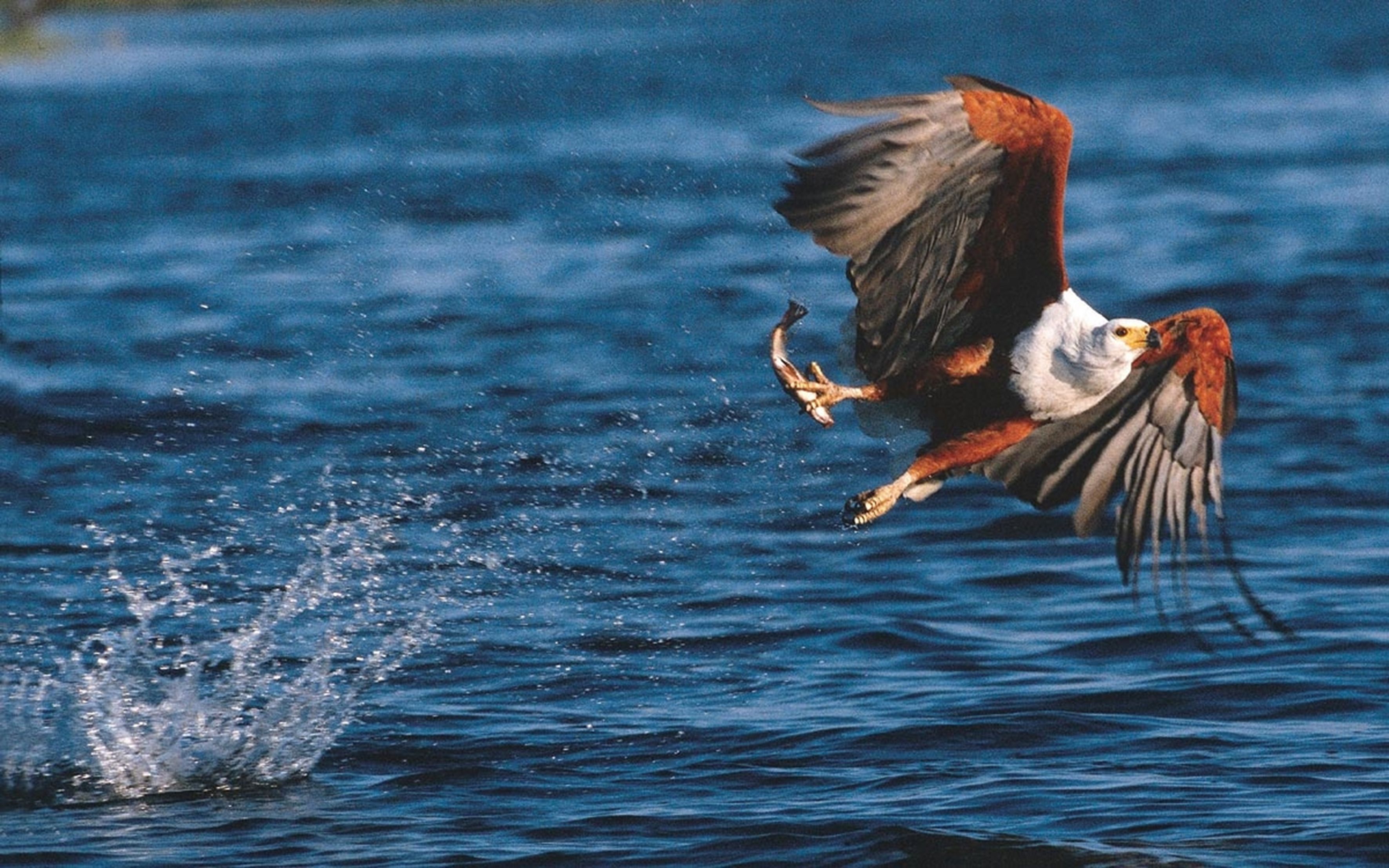 Un ave volando sobre el agua.