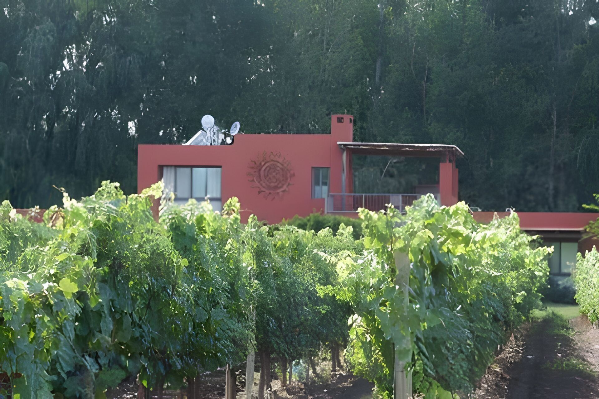 A vineyard with rows of grapevines in front of a red building with a satellite dish.