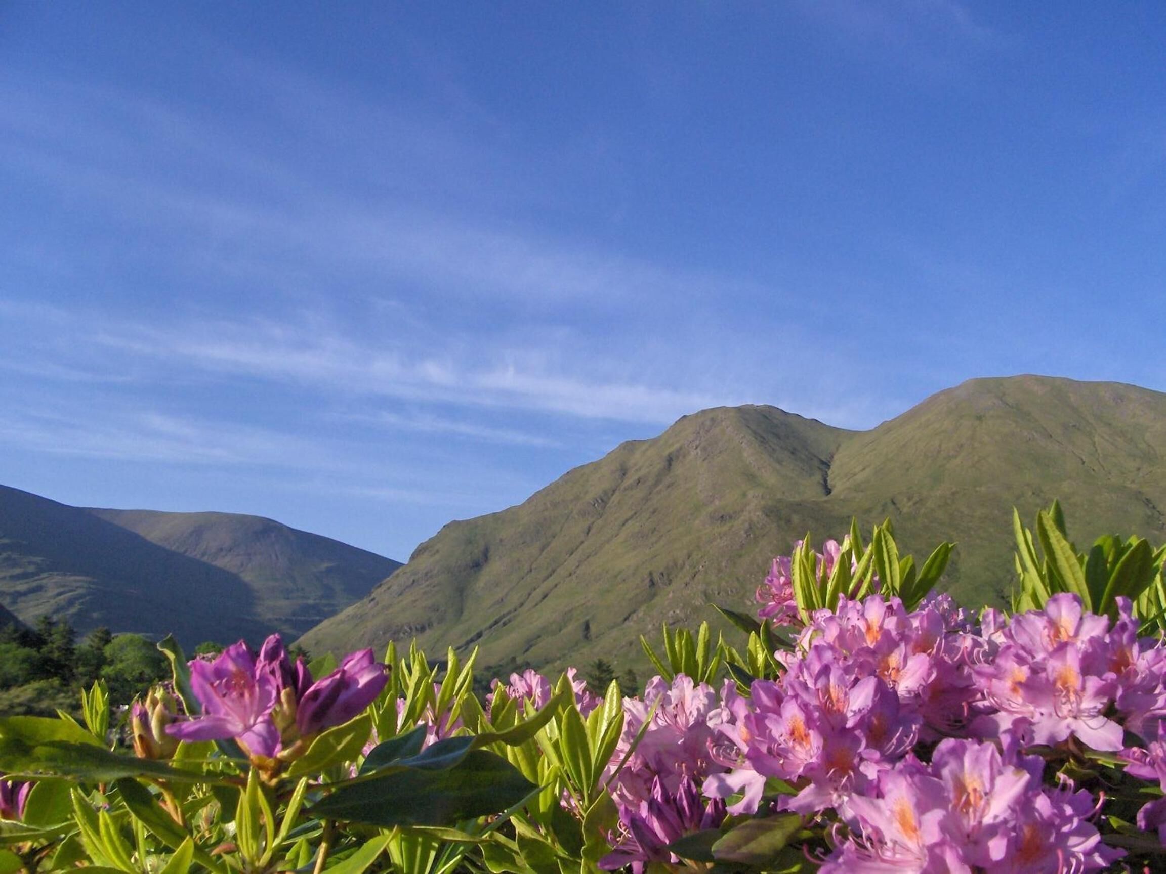 A mountain landscape with purple flowers in the foreground and a clear blue sky.
