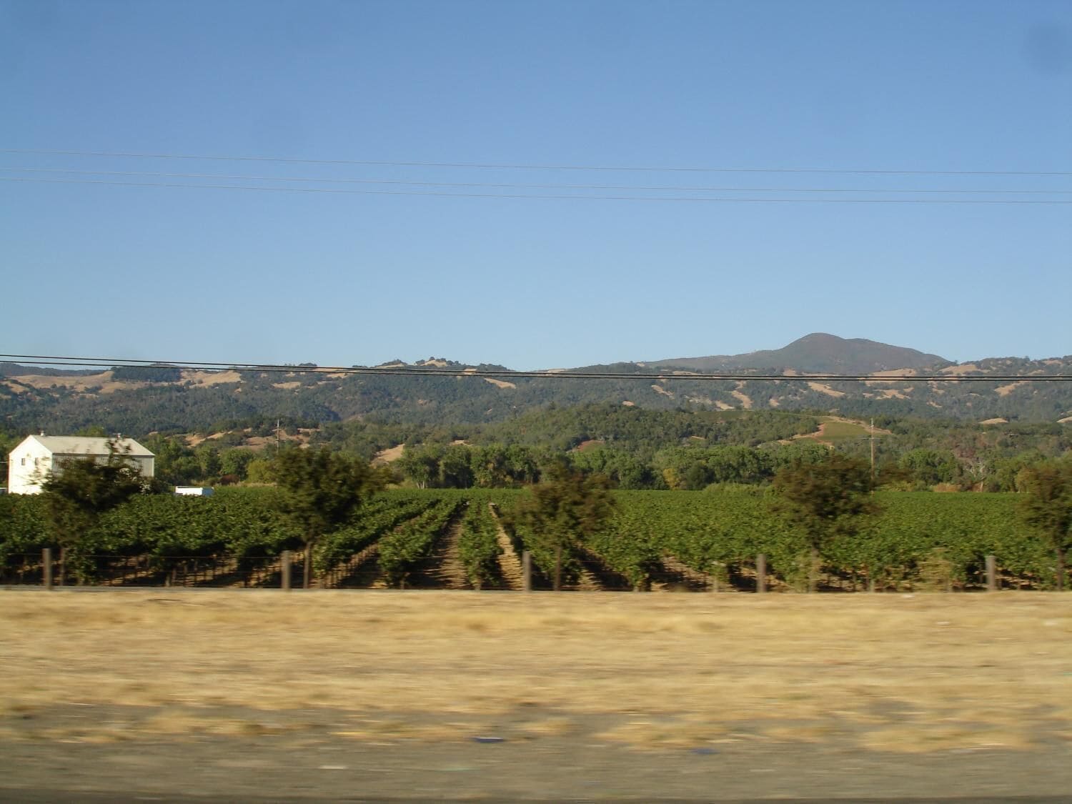A vineyard with rows of grapevines and a white building in the foreground.