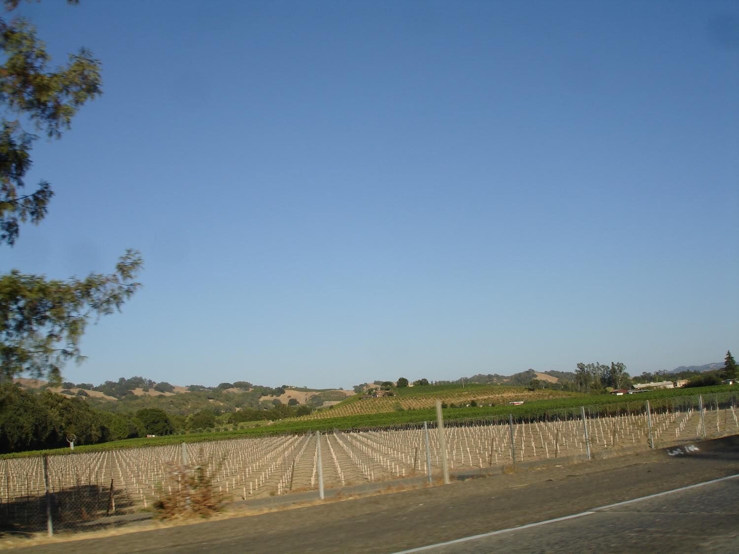 Viñedo con hileras de vides y un camino al frente.