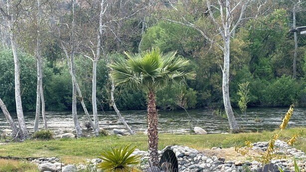 Un espacio de estar al aire libre tranquilo con vistas a un río, rodeado de árboles y una pequeña planta de palma.