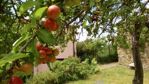 A garden with a stone wall, a lawn, and a tree with ripe fruit.