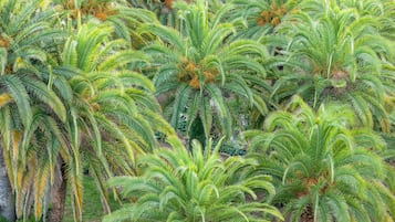 Jardín