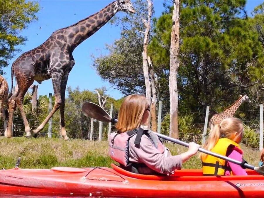 Un grupo de personas haciendo kayak, con jirafas al fondo.