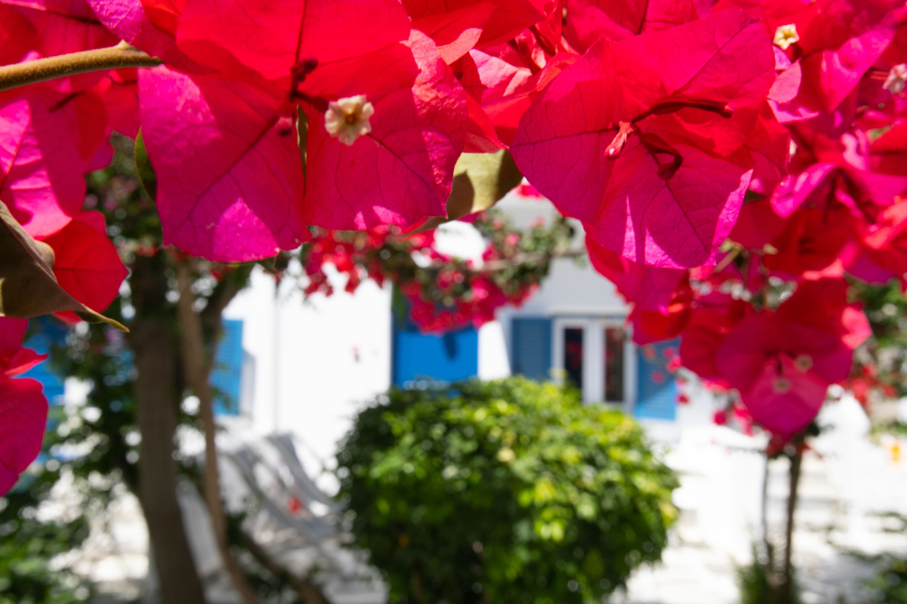 Gros plan sur des fleurs de bougainvillier d’un rose éclatant, avec en arrière-plan flou un bâtiment blanc aux volets bleus.