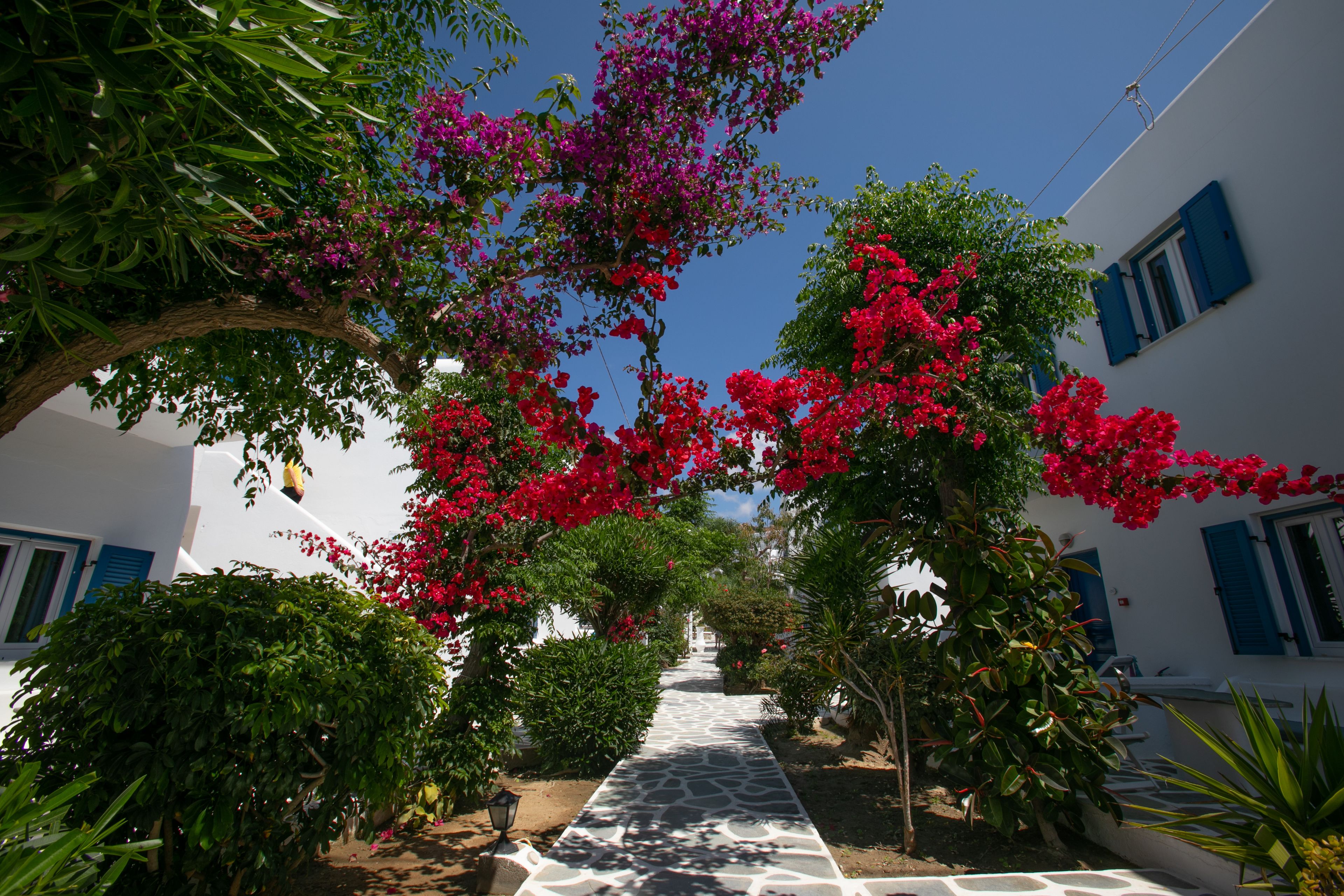 A pathway lined with bougainvillea and other greenery, leading to a white building with blue shutters.