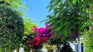 Un sendero de piedra bordeado de exuberante follaje y vibrantes flores de buganvilla que conduce a un edificio blanco con contraventanas azules.
