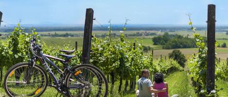 A bicycle parked in a vineyard with a scenic view of the countryside.