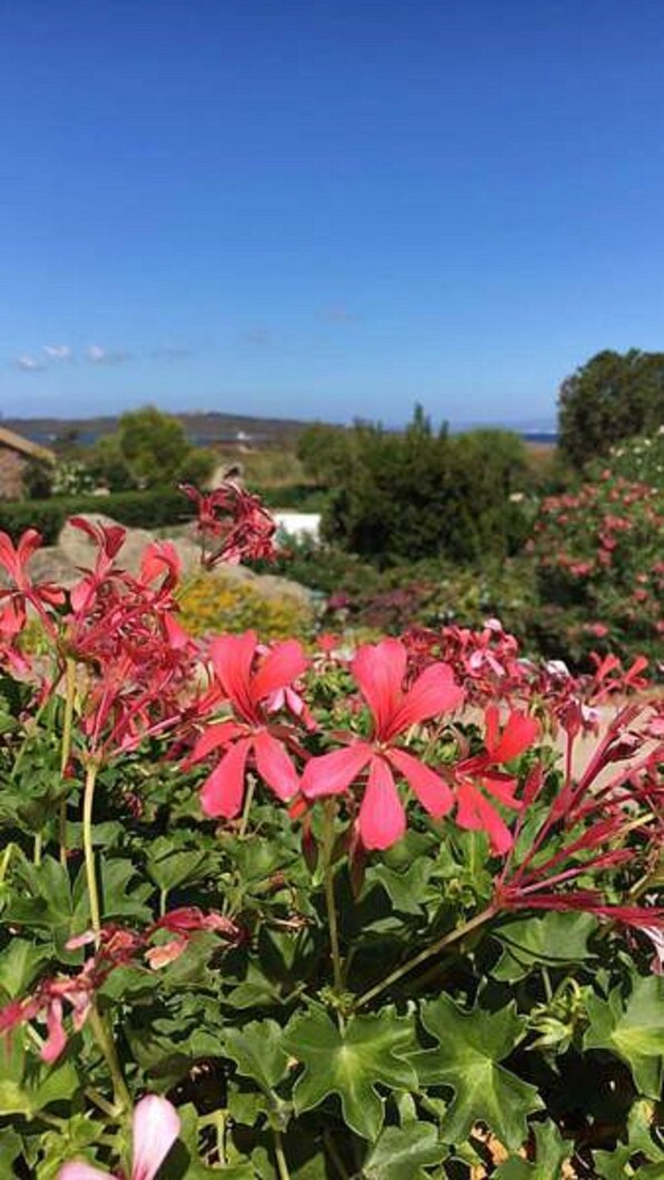 Comfort Apartment, 3 Bedrooms | Garden