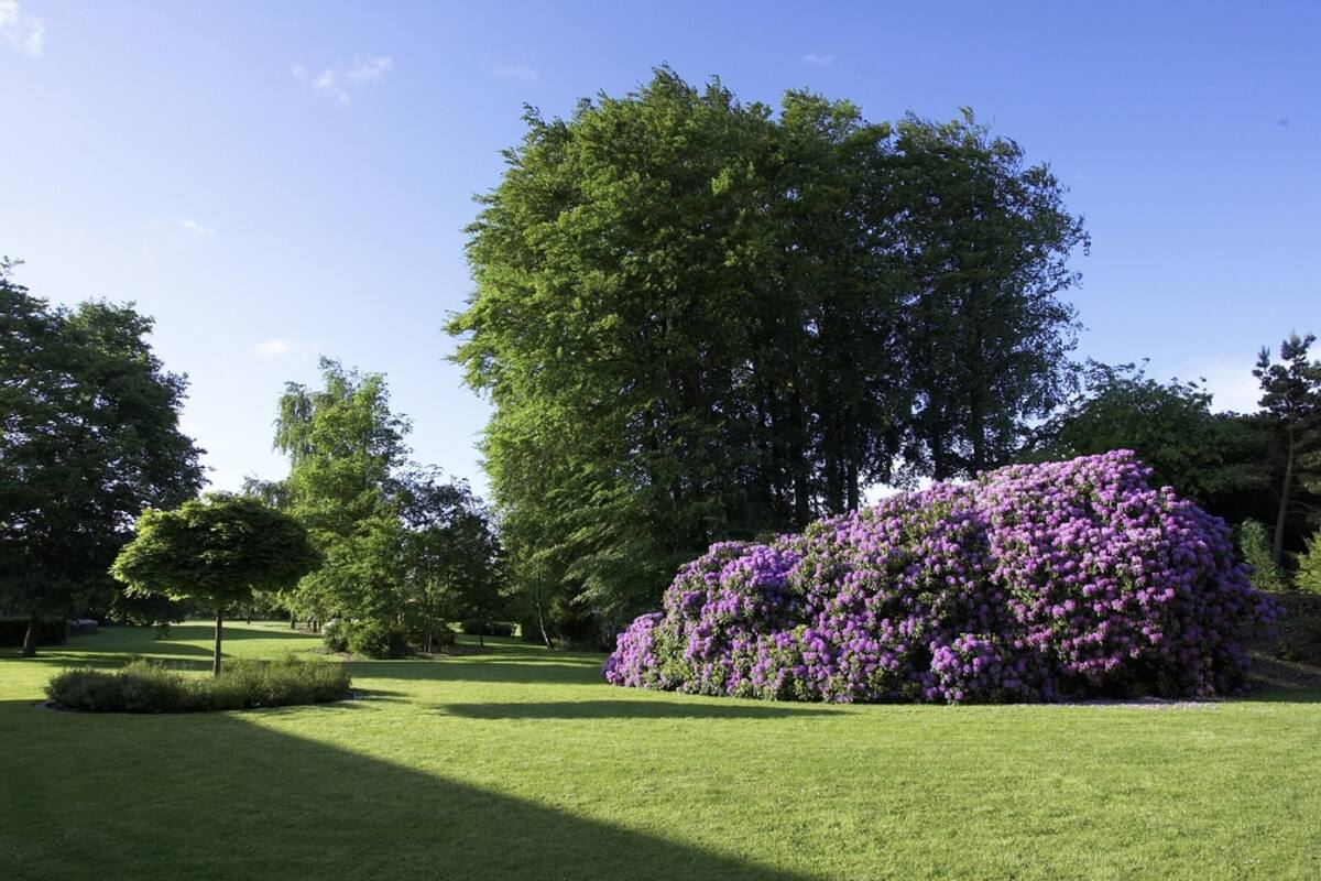 Un jardín bien cuidado con un árbol grande, un arbusto de flores moradas y un césped impecable.