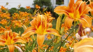Property grounds - The Scranton Seahorse Inn (Madison)