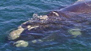 La cabeza de una ballena parcialmente sumergida en el agua.