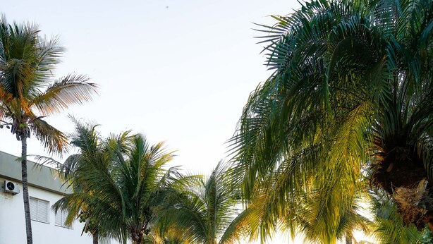 A swimming pool with a water fountain, surrounded by palm trees and a white building with air conditioning units.