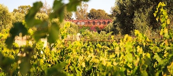 Ryad des Vignes