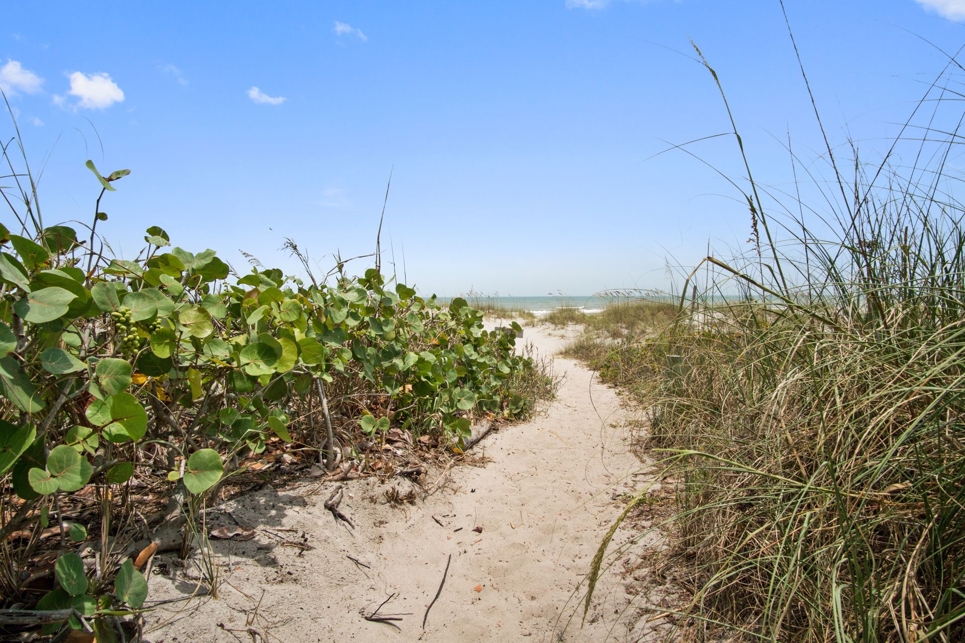 A sandy path leading to a beach with green vegetation on the sides.